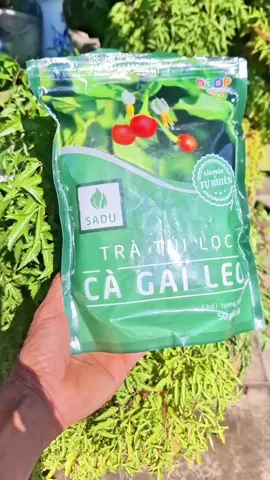 Trà Cà Gai Leo Xạ Đen Túi Lọc #xuhuong #LearnOnTikTok #trathaoduoc #tracagaileotuiloc #tracagaileo 