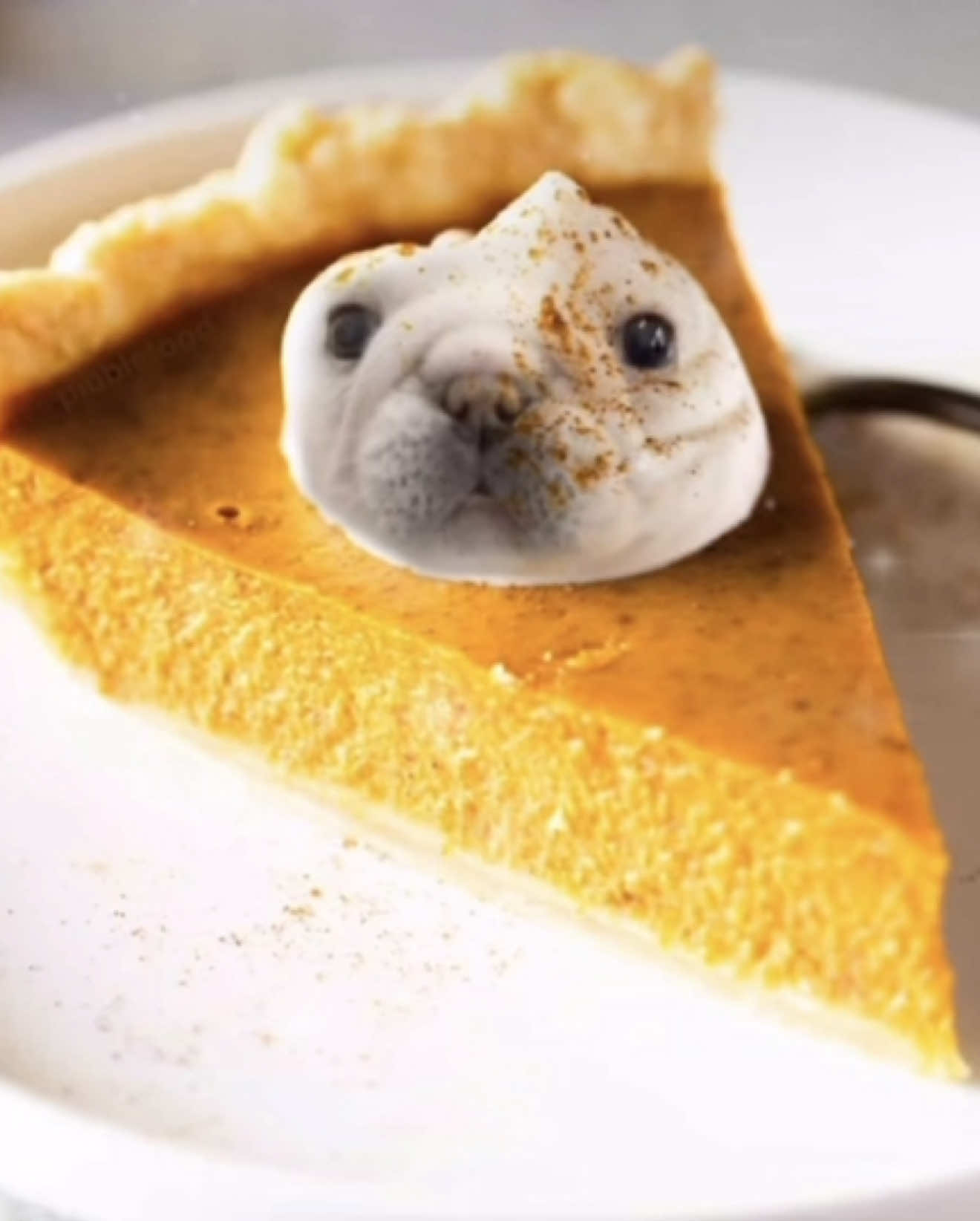 i’m hungry #puppy #pibble 