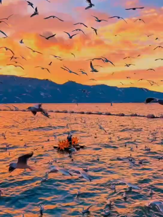 Mùa đông này phải đến Côn Minh, để ngắm nhìn đập Hải Canh và những chú hải âu sống cùng nhau.  这个冬天要去一趟昆明，海埂大坝与鸥同栖。