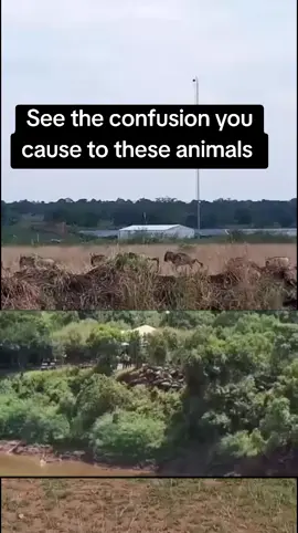 #wildbeastmigration #kenyantiktok🇰🇪 #masaimaranationalpark #ritzcarlton 