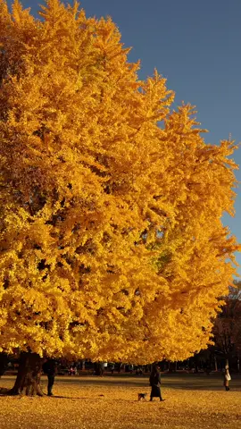 This is the kind of autumn I am talking about  #tokyo #exploretokyo #japan #fyp #explorepage 