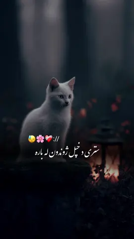 #CapCut Hu sir 🤚😢 #تمپلیت_جدید جنت دې ځاې شاا❤️🥺#تمپلیت_جدید #رپ_پشتو رپ_فارسی اهنګ_پشتو اهنک_افغانی  اهنک_ایران_غمگین_غاشقان creatorsearchinsights #oo__3salar_afg 