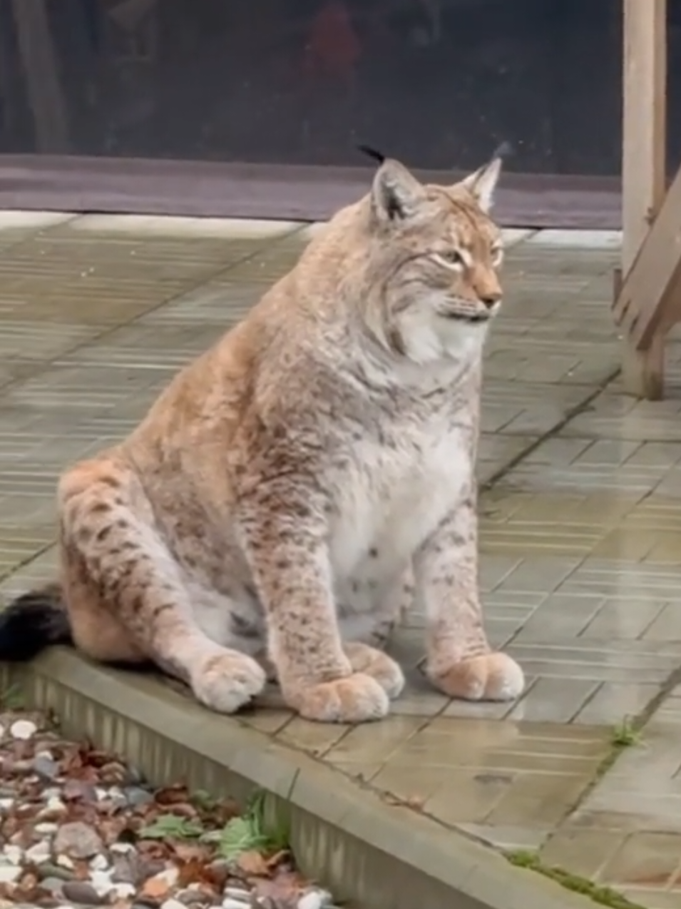 Lynx Marsel wants to go inside the house #lynx #рысь #스라소니 #bobcat #catsoftiktok
