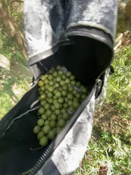 Mấy bn ở thành phố sao bt quả này