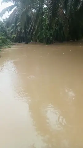 Alhamdulillah mujo naik bkit blake lembu🐄🐂#mainanbudakkampung #fypシ゚ #fypage #jiwaternak #banjir2025 