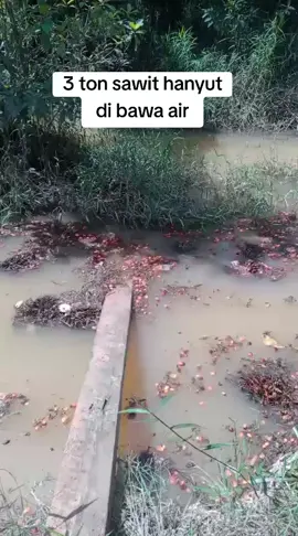 3 ton sawit hanyut di bawa air #fypシ゚viral #fyp #pejuangrupiah 
