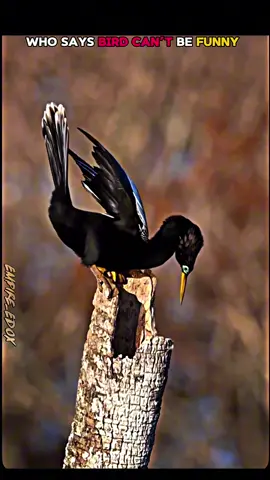 Birds can’t be funny 😱#Empire_EDox #edits 