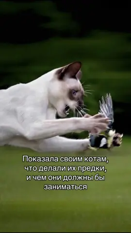 #коты #котики #смешныевидео 