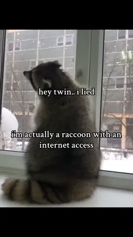 @😹 @mafio!! 🔑🌙 i am, trust🥹 #raccoons #fyp #viral #raccoonlove #xyzabc 