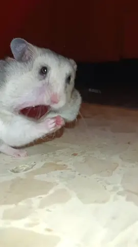 I have never seen anything like it😣#hamster #pet #animallover #mascotas #paratiiii 