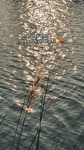 মানুষের মায়া,           বিষের চেয়েও বিষাক্ত..!😅💔 #foryou  #the_spydoo 