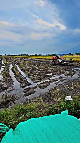 #CapCut #ud_kurnia_murni #kurniamurni #laskargabah #gabahbalap 