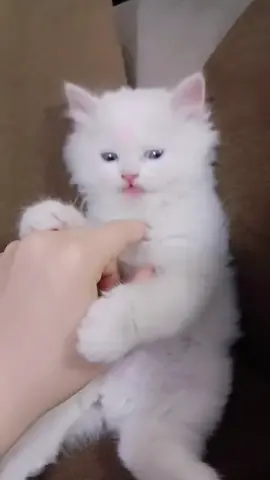 #نتشار_سريع #مالي_خلق_احط_هاشتاقات #الفجيرة 