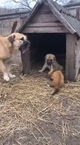 #cat #猫 #我要上熱門 #capcut #动物搞笑视频 