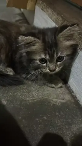 #lyrics #diri #tulus #liriklagu #music 