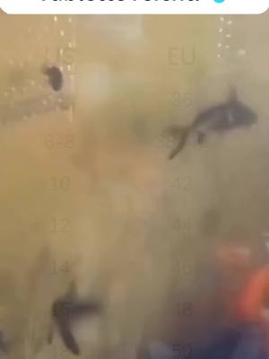 Leistungsstarke Wasserreinigungstablette für Aquarien