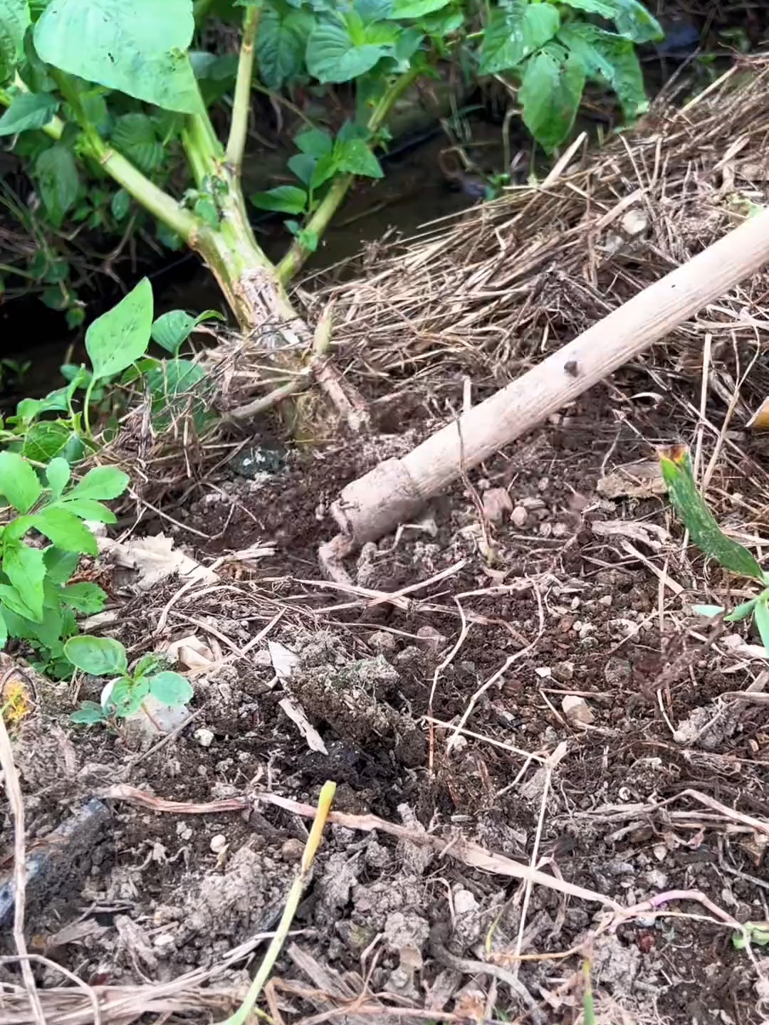 #NatureLovers #farmlands #greenpool #viralvideotiktok #follower #foryouu #tiktokindonesia