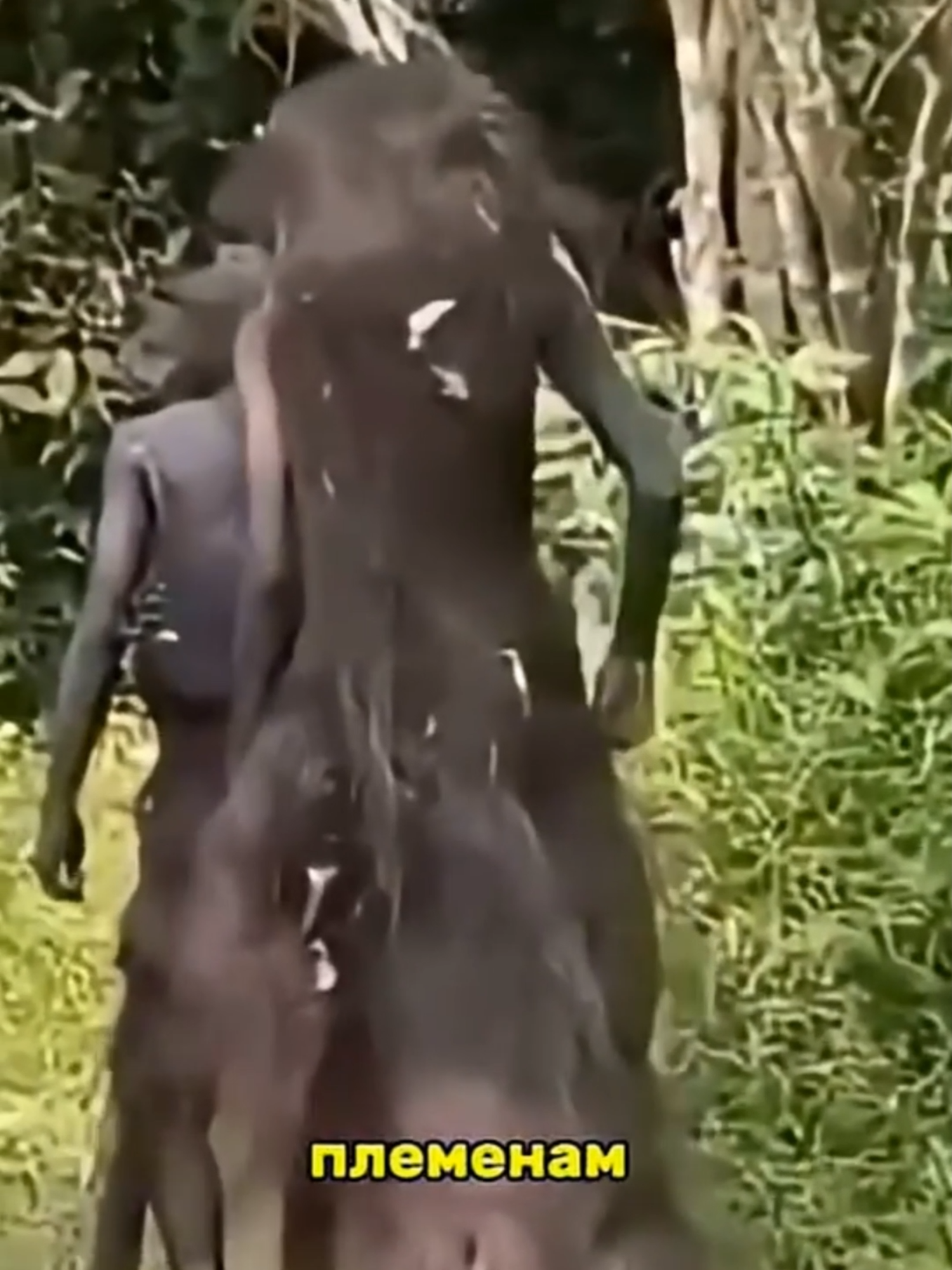 Люди сообщают о встречах с существами, похожими на неандертальцев