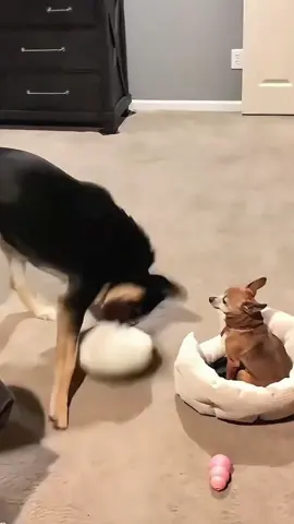 When you have two dogs🤣#dog #funnyvideos #fyp #dogsoftiktok #🤣🤣🤣 
