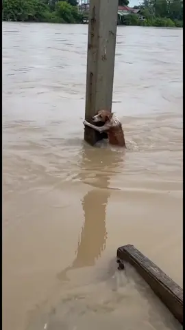 เกือบลอยน้ำละเจ้าตูบ เครดิต คุณอ๊อฟ เดชอุดม #น้ำท่วมหาดใหญ่ #น้ําท่วม68 #สงขลา #fyp 