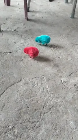 xanh đỏ đá đồng kk