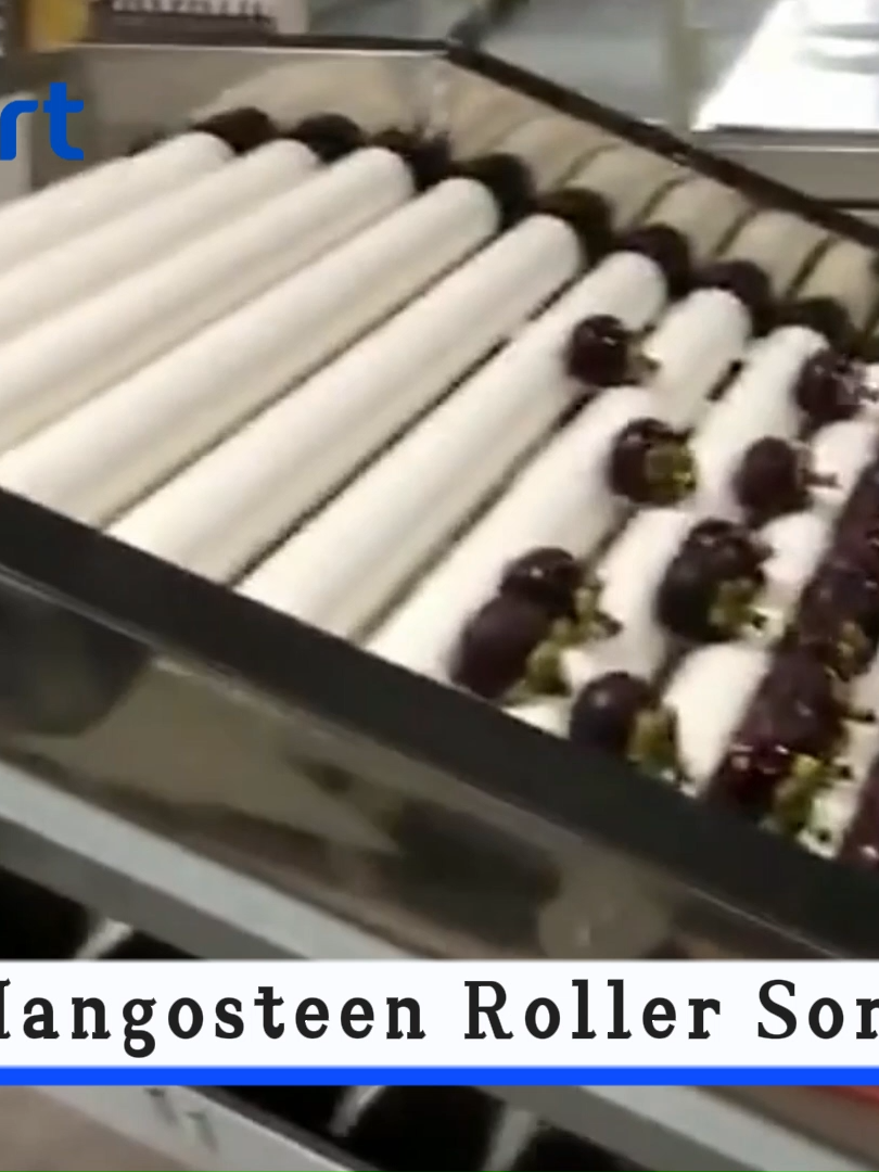 Tired of inconsistent mangosteens? 💭💜 Our grader delivers: ✅ Gentle & Efficient Sorting ✅ Accurate Size&Weight Classification Boost your fruit's market appeal! 😊Get Price: media@fruitprocess.com 💡 Learn more :https://www.fstsortmachine.com ; :https://fruitprocess.com #MangosteenProcessing # #MangosteenSorter #MangosteenSizer #MangosteenGradingMachine  #FruitGentleHandling #FruitSorting #Agriculture #FoodTech