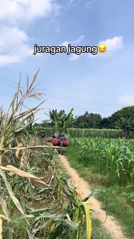 nyong arep adol jagung bae lah😂 arep dadi bandar selon😂😂 kaya bos topik pemalang🙈