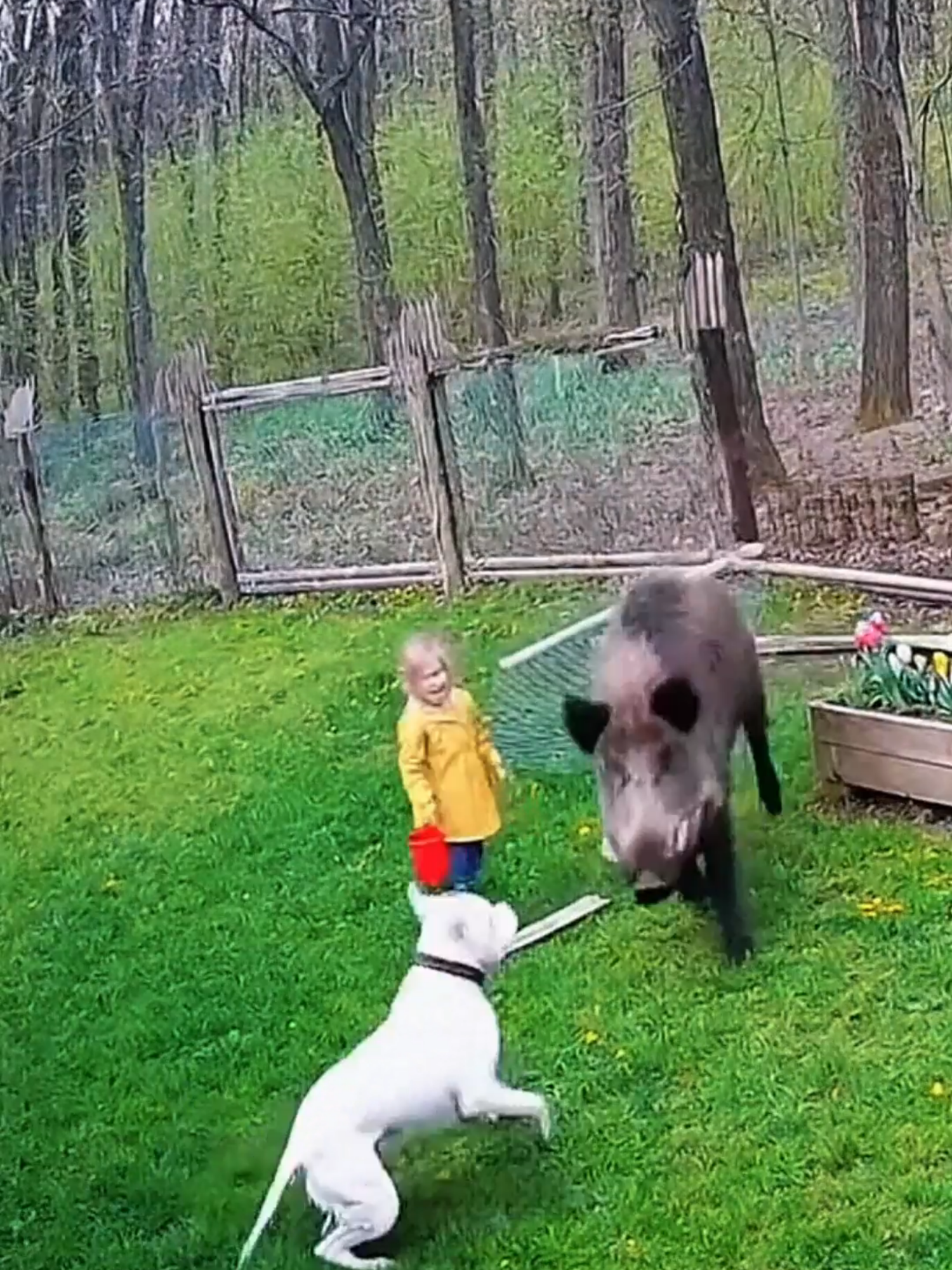 Cachorros Salvando Crianças🐶#cachorro#animal#pets