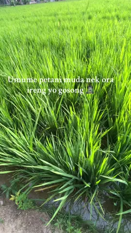 Hahaha petani abizz #petanimuda #petanigenz #petani #fyp 