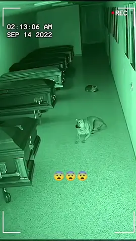 VIDEOS DE TERROR  #MIEDO#SINMIEDO#FANTASMAS#ssustosinesperados#TERROR 