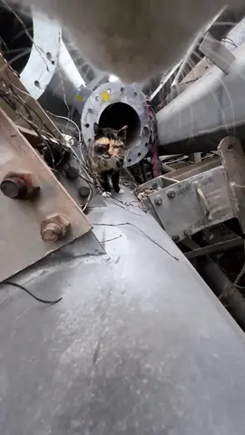 Thinking of using a honeytrap on the kitten? Maxwell won't fall for it!#cats 