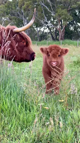 Letting Tucker take his time coming up to us… he is a bit of a shy boy 🤭 #highlandcow #highlandcalf #southaustralia 