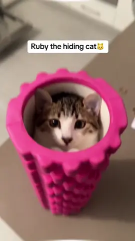 Hide-and-Seek with the Cat 🐱 #catvideos #catcomedy #catsoftiktok #cutecats #funnycats