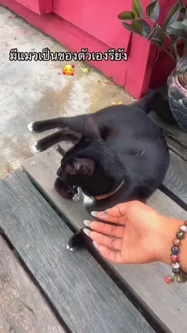 แมว 😺#ความสุข #คาเฟ่ #นนทบุรี #กาแฟ #ชอบตัวเองตอนนี้ที่สุดละ 