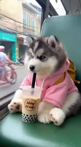 Có ai để ý logo ly trà sửa không #husky #dogsoftiktok #viral #xuhuong #thucung 