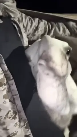 #البل #الوضح #المغاتير #الصفر #النخيش