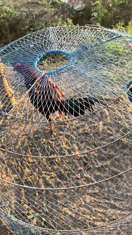 🐤❤️‍🔥❤️‍🔥❤️‍🔥#บ่าวเลี้ยงไก่🐓🇹🇭 #ปราสาทตาเมือนธม #ชายแดนไทยกัมพูชา #รักสุขภาพ #ทหารไทย 