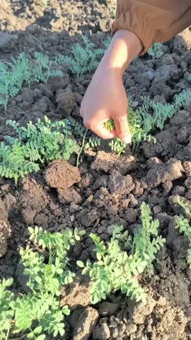 #တိုင်းတစ်ပါးရောက်နေတဲ့ညီကိုတွေအတွက်#အလွမ်းပြေ 