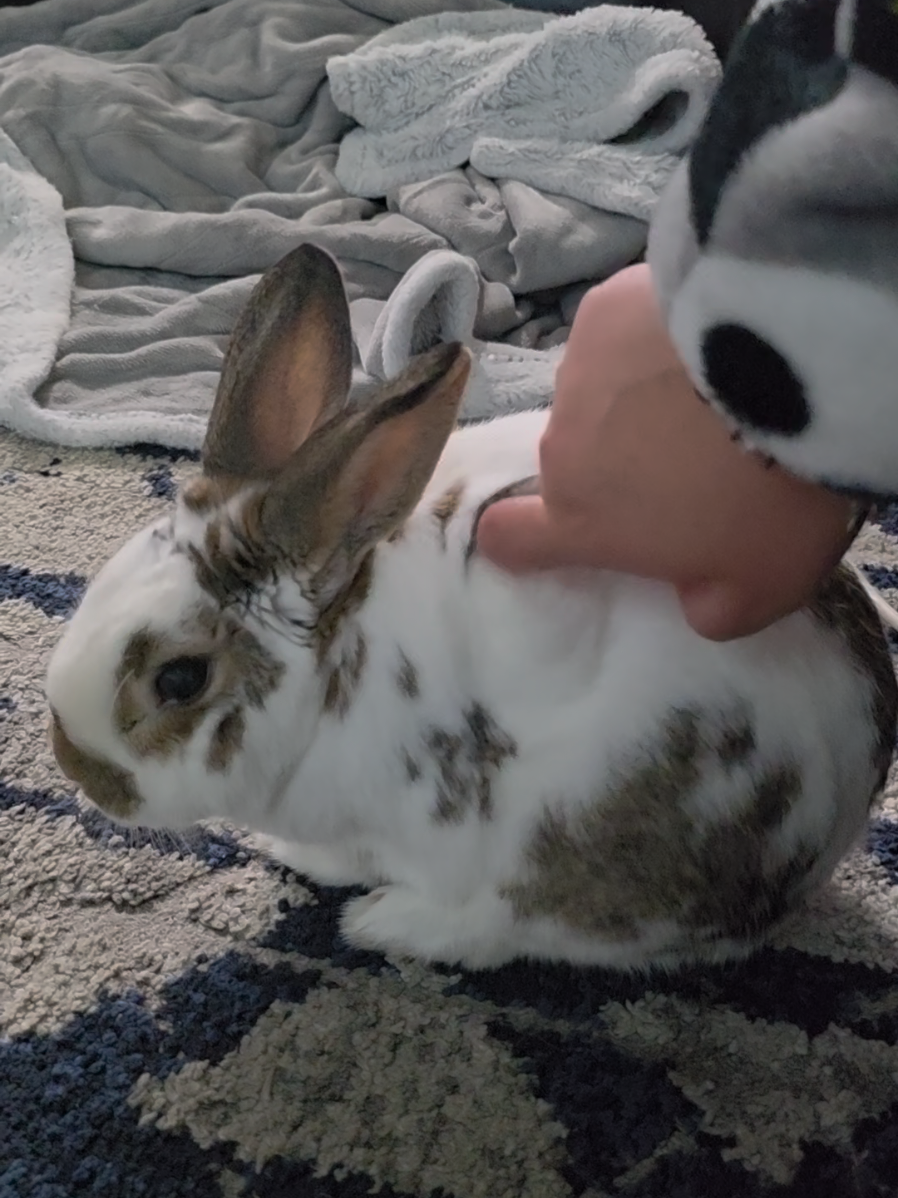 I know hes a rabbit pls dont be dumb #rabbit #bunny 
