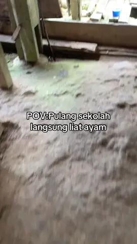 Jj ayam kampung #fyp 