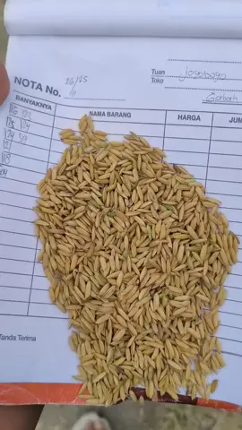 Gabah super Pesenan dewa Surya matahari panggah di ready kan🚀🌾#gabahbalap🌾 #fypシ゚ 