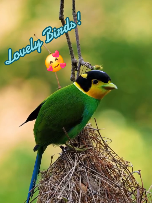 See the unique and beautiful types of birds here and relax.🥰 Likes, comments, shares,  follows, and subscribing to this channel are encouraging Regarding providing more videos on this subject.🥰 #Birds #Wildlife #Nature   #naturelovers  #birdsong #shortvideo #4k  #reels   #shorts #usa #Canada #Norway #Finland #fyp  آرامش واقعی دارید وقتی این ویدئوی زیبا رو می بینید.  دقایقی بدون دغدغه ها و استرس ها. لایک، نظرات، اشتراک گذاری، دنبال کردن و سابسکرایب کردن این کانال باعث دلگرمیه برای ارائه دادن ویدیوهای بیشتر در این خصوص برای    شما عزیزان. #پرندگان  #طبیعت  #ویدیو_شورت #ویدیو_کوتاه  #پرنده