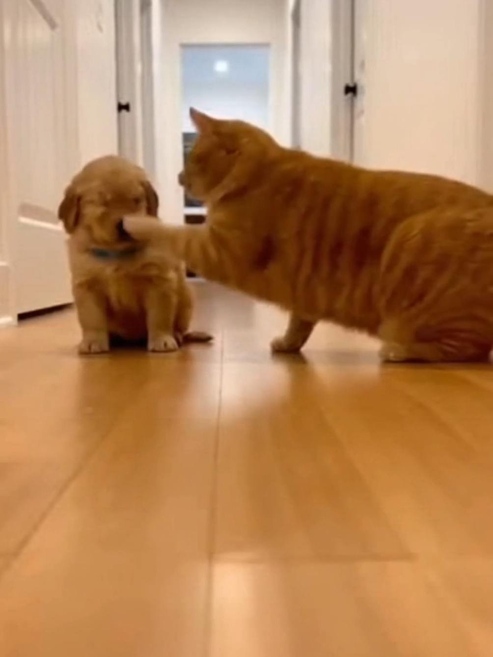 Kao nựng mà #thucung #dogsoftiktok #meow #xuhuong #dogsoftiktok 