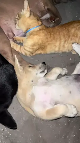 Anak angkat#fyp #fypシ゚ 