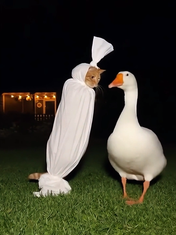 Video dimulai dengan seekor kucing berbulu ginger atau oranye yang mengenakan kostum ala pocong (dibungkus kain putih). Kucing itu berdiri di halaman rumput pada malam hari, menghadap seekor angsa putih besar yang sedang beristirahat atau makan. ​Kucing-pocong itu mulai 