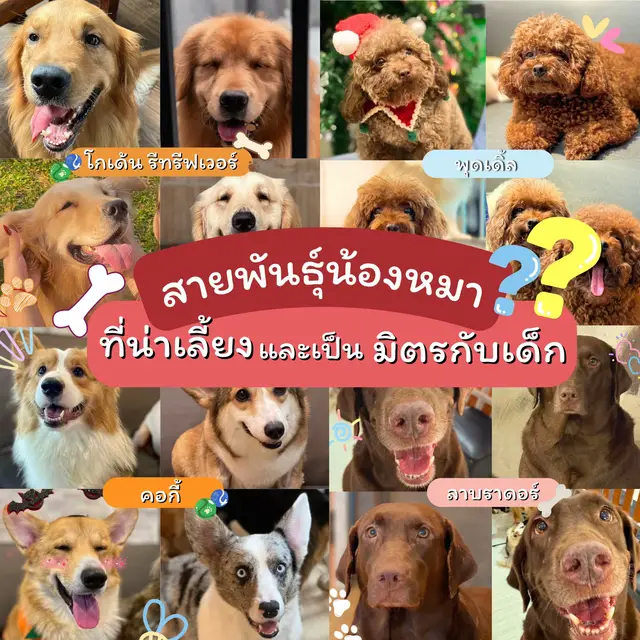 ลูกก็รัก หมาก็เลิฟ รวมสายพันธุ์น้องหมาที่เหมาะกับครอบครัวที่สุด 💕🐾 #dog #doglovers #โกเด้นรีทรีฟเวอร์ #fyp #dogcountrycafe 