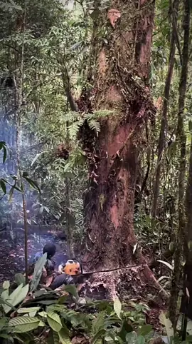 #erosi#tanahlongsorsibolga ga #banjirbandang #banjirsibolga #viral #hotnews #fyp #hutangundul 