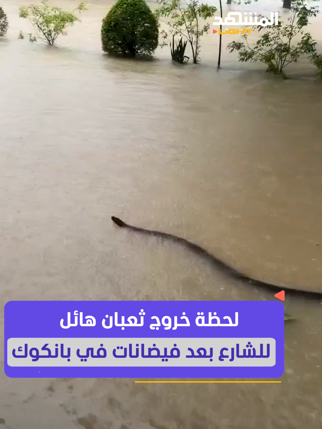لحظة خروج ثعبان هائل للشارع!⁣ #المشهد_لايت #اخبار_المشهد #منوعات #بانكوك #ثعبان #ذعر #فيضان #تايلاند