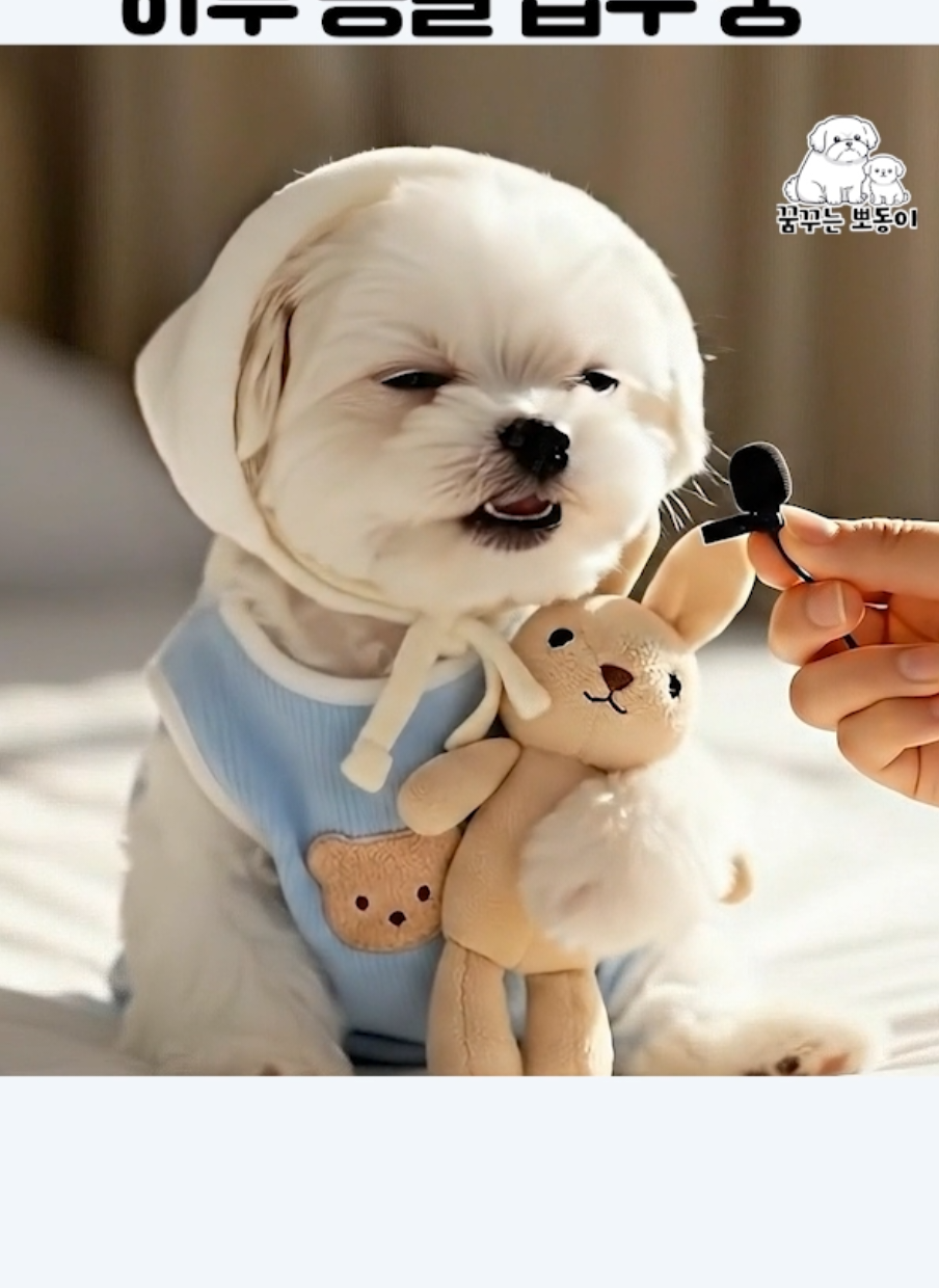 하루 종일 업무 중 #강아지인터뷰 #fyp #말티즈 #강아지 #잠이보약 