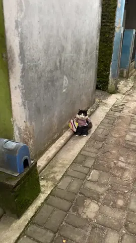 embul ek jadi atlet layangan 🪁 #kucing #kucinglucu #fyp #kucingtiktok 